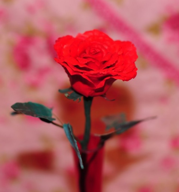 Роза ручной работы Opium Red