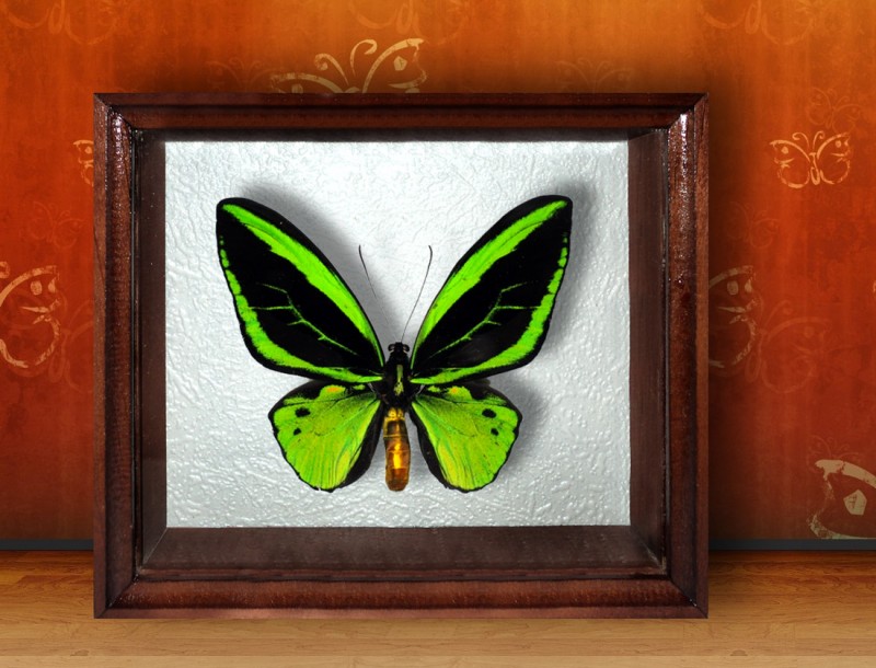 Бабочка в рамке