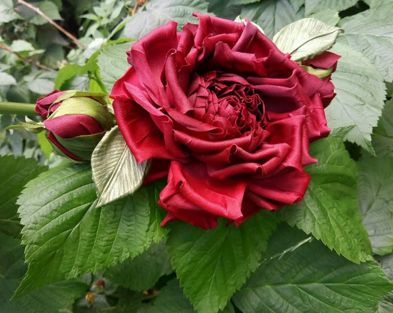 Брошь роза «Летнее Чудо». Цветы из ткани