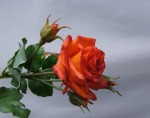 Роза из холодного фарфора