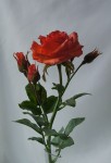 Роза из холодного фарфора