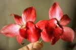 Бархатная орхидея