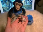 Обезьяка -  шимпанзе Бонобо с крольчонком
