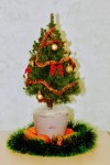 Живая украшенная новогодняя елочка 