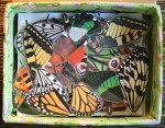 Бабочки, трехмерные модели